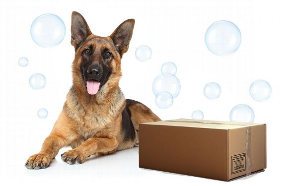 German Shepard Dog sitting with Parcel