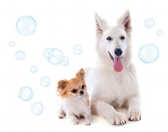 White German Shepard and smaller dog 