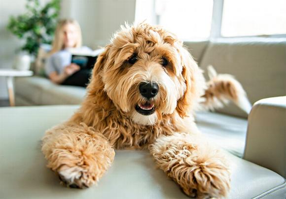 fluffy brown dog sitting on couch